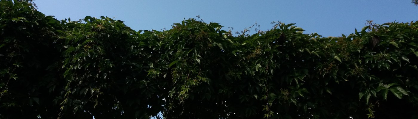 taivasta vasten näkyvä katos, joka on peittynyt villiviiniköynnöksiin